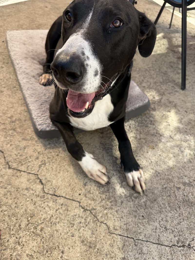 Happy dog outside