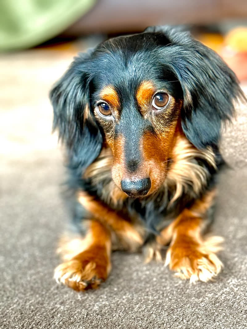 Long-haired dachshund resting