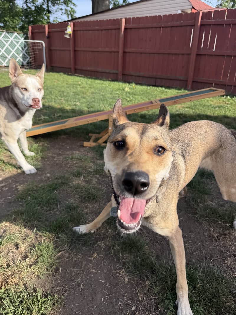 Two dogs playing in the backyard