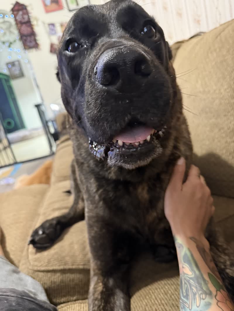 Happy dog getting pets on the couch